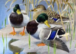 CHARLES FREDERICK TUNNICLIFFE RA OBE watercolour - fine study of two mallards and a duck standing