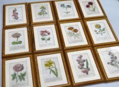 COLLECTION OF TWELVE FRAMED BOTANICAL PRINTS all 21 x 13cms