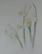 Gwyn Brown watercolour - study of irises, monogrammed, (late Gwyn Brown was founder & former owner