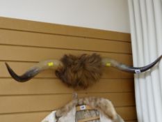 A pair of wall mounted bison horns