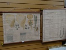 A set of six early twentieth century German teaching diagrams for horticultural biology, printed