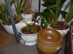 Quantity of filled pottery planters and a stoneware lidded crock