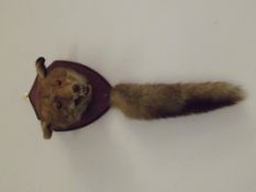 Taxidermy study, mounted fox head and tail, later