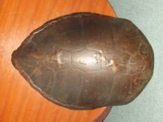 Large 19th century turtle shell, height 117cm, wid