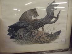 Lion print by Peter Holmes