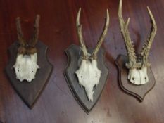Three mounted skulls