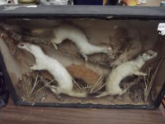 Cased taxidermy three ferrets