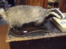 Taxidermy study of a Badger, on wooden plinth, 65c