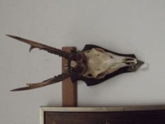 Mounted skull