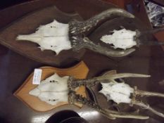 Four mounted skulls with antlers