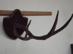 Mounted set of antlers