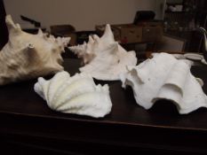 Collection of 4 sea shells