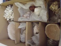 Box of shells and coral