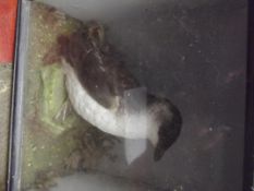 Cased taxidermy bird