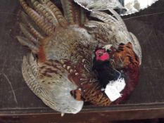Taxidermy pheasant