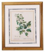 Two Pierre-Joseph Redoute botanical prints and four others including 'Coelogyne Cristata', 'Lycastle
