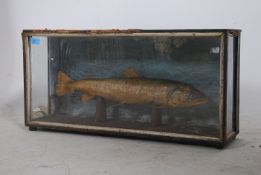 An edwardian taxidermy of a brown trout in natural