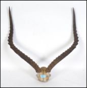 A pair of early 20th century taxidermy believed Sp