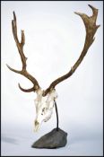 A 20th century taxidermy 13 point pair of stags an