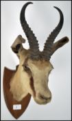 An Edwardian 1902 taxidermy armorial mounted gazel