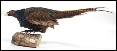 Taxidermy Interest. A 20th century male pheasant b