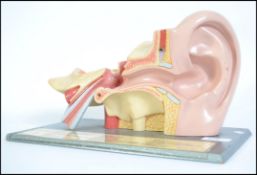 A mid 20th century highly detailed medicinal model of an ear marked Gehororgan organon auditus