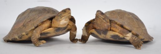 Taxidermy Interest A pair of Victorian tortoise, each of small form with shells being well kept (