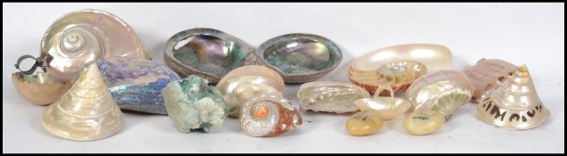 A collection of late 19th / early 20th century sea shells some being worked. Largest measures 15cm