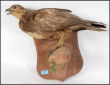 An early 20th century taxidermy example of a commo