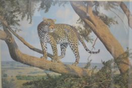 Gibbs, Anthony;  'Mara Lookout ' framed and glazed signed limited edition print of a Cheetah in
