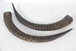 A pair of vintage 20th century taxidermy Impala horns measuring approx 71cms along the inner curve.