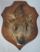 Taxidermy Interest A believed early 20th century taxidermy boars head being mounted onto an oak