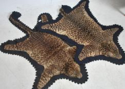A pair of early 20th century taxidermy Leopard (Panthera pardus) cub skin furs. The heads being