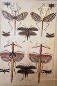 A framed and glazed French school science poster depicting flying insects. Measures 92cm high x 70cm