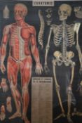 A 20th century framed and glazed L'Anatomie poster depicting the human body in the Victorian