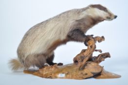A vintage 20th century taxidermy badger raised on a naturalistic plinth base. Measures 106cm high