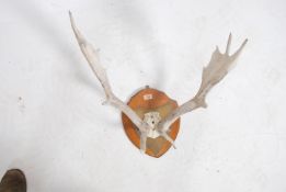 A 20th century large and impressive taxidermy set