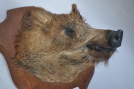 Taxidermy Interest A believed early 20th century t