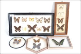 A good collection of taxidermy butterflies being m