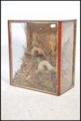 A Victorian cased taxidermy study of stoats being