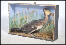 Taxidermy Interest. A cased taxidermy of a Kormora
