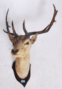 A 20th century taxidermy stags head, on shield shaped wooden back plate having 11 point antlers.