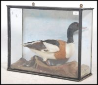 Taxidermy Interest. A taxidermy example of a shell