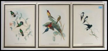 A group of three matching 20th century framed and glazed ornithological prints depicting Humming