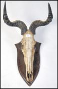 A 19th century Irish ( dublin taxidermist ) mounte