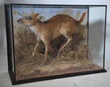 Taxidermy Interest. A large cased Muntjac deer bei