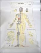 A series of anatomical posters dating to the  20th