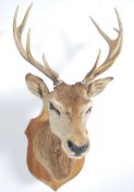 A large 20th century Taxidermy mounted Stag / deer