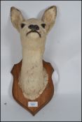 A superb taxidermy example of a female roe deer head believed to be 1920's backed onto an armorial