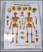 A series of 8 laminated anatomical posters dating
